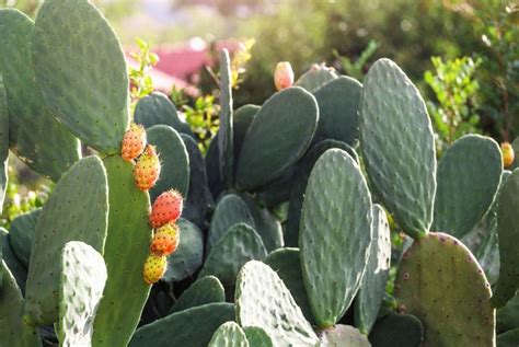 Benefici per la salute dei cactus del Nopal